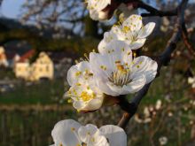 Marillenblüte